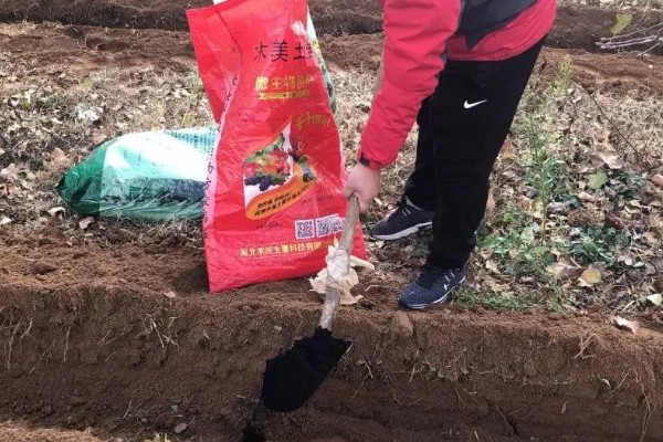葱要怎样种植，播种后覆盖上塑料薄膜