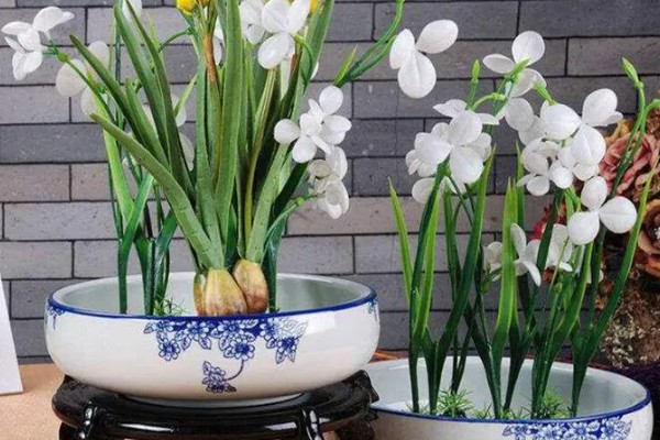 水仙花的水培养殖方法,刚栽培时需每隔2天换水一次