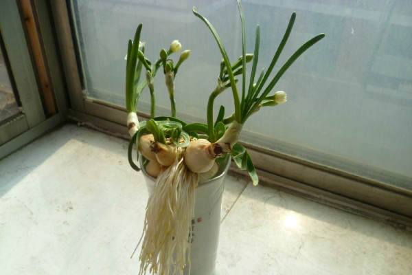 水仙花的水培养殖方法,刚栽培时需每隔2天换水一次
