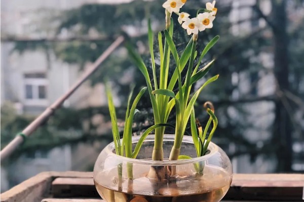 水仙花的水培养殖方法,刚栽培时需每隔2天换水一次