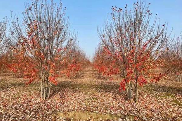 丛生树的拼栽方法，组栽时根部要结合紧密