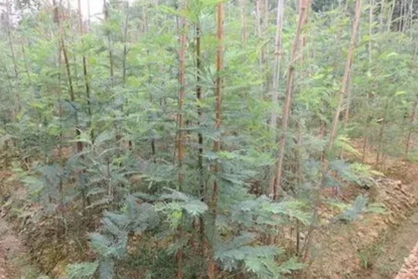 丛生树的拼栽方法，组栽时根部要结合紧密