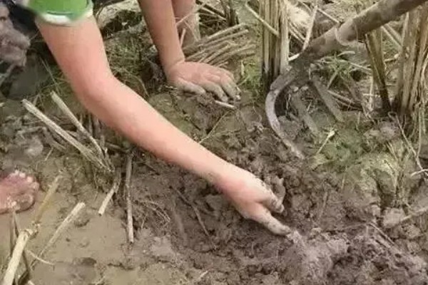 防治水稻三化螟的方法,把稻桩埋入土中可以灭杀幼虫