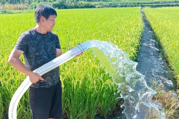 防治水稻三化螟的方法,把稻桩埋入土中可以灭杀幼虫