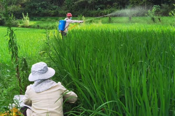 防治水稻三化螟的方法,把稻桩埋入土中可以灭杀幼虫