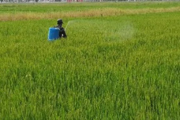 防治水稻三化螟的方法,把稻桩埋入土中可以灭杀幼虫