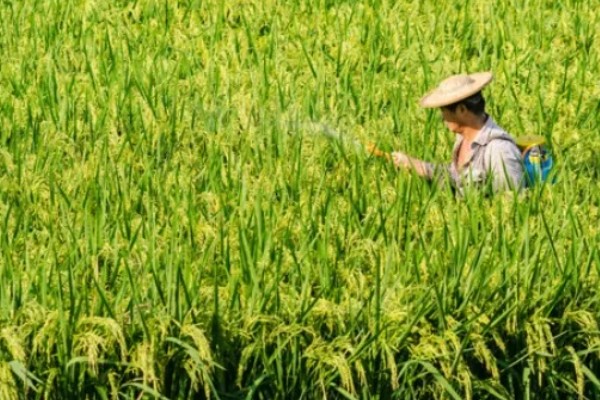 防治水稻三化螟的方法,把稻桩埋入土中可以灭杀幼虫