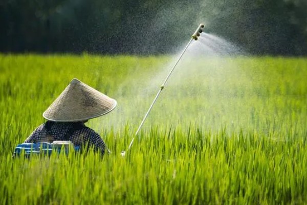 防治水稻三化螟的方法,把稻桩埋入土中可以灭杀幼虫