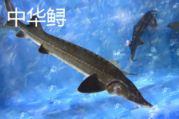 鲟龙鱼和中华鲟的区别,中华鲟属于鲟鱼的一种