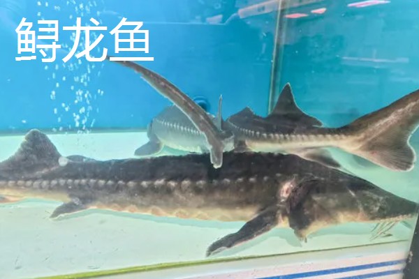 鲟龙鱼和中华鲟的区别,中华鲟属于鲟鱼的一种