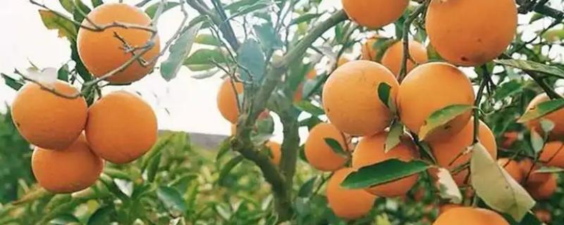 橙子如何保花保果，现蕾后应该精饲疏剪