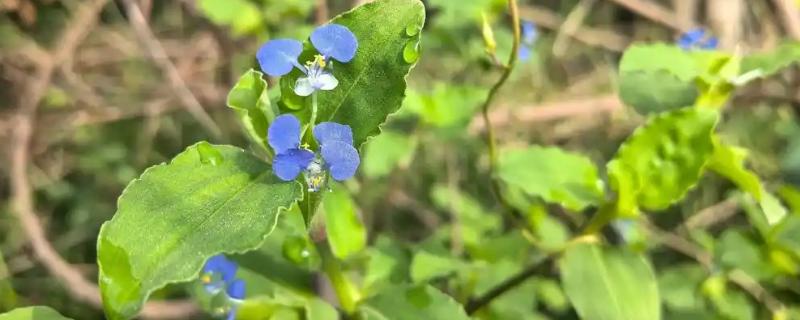 鸭跖草的防治方法，根据作物品种决定所用药物