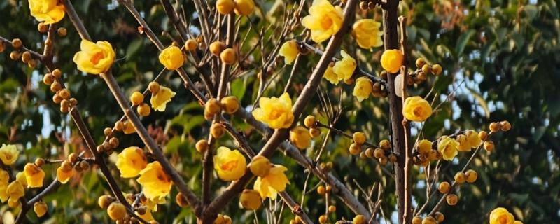 腊梅什么时候开花，在11-3月份开花