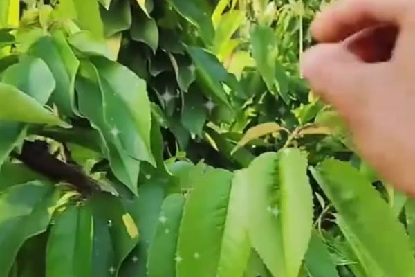 佳红大樱桃简介,是樱桃中的一个新品种