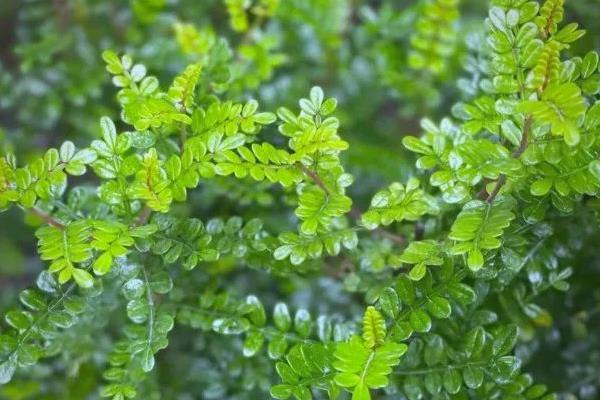 野生的树桩有哪些,有榆树、红豆杉等