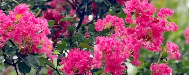 紫薇花有没有毒，紫薇花没有毒