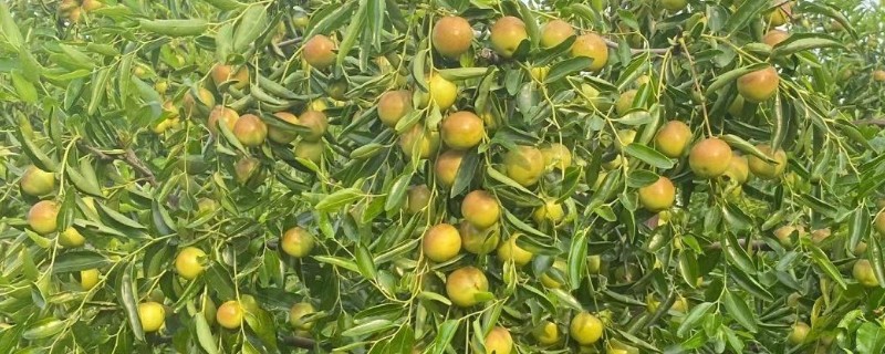 枣树为什么坐果率低，可能是缺肥少水所致