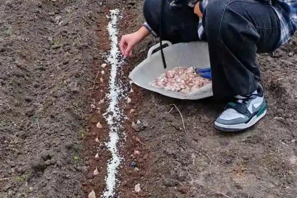 种大蒜的株距和行距,株距最好控制在七厘米左右
