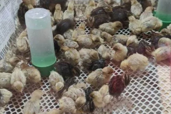 芦丁鸡养几个月才属于成年鸡,要养一个半月至两个月