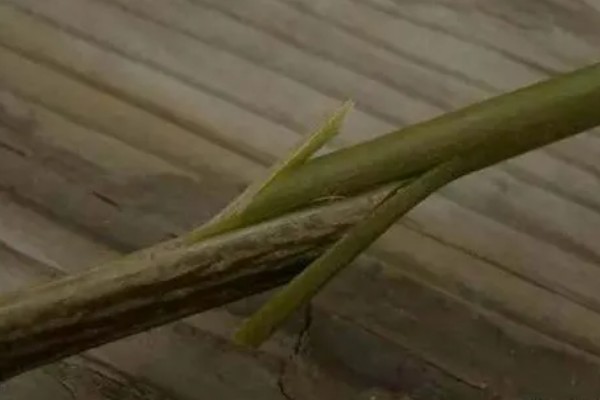 板栗嫁接有哪些注意事项,气温较低的天气不可进行嫁接