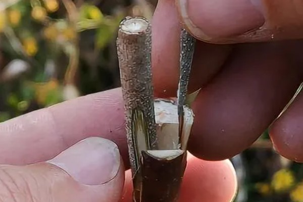 板栗嫁接有哪些注意事项,气温较低的天气不可进行嫁接