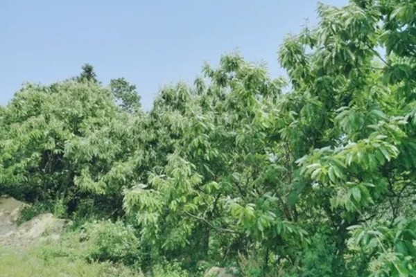 板栗嫁接有哪些注意事项,气温较低的天气不可进行嫁接