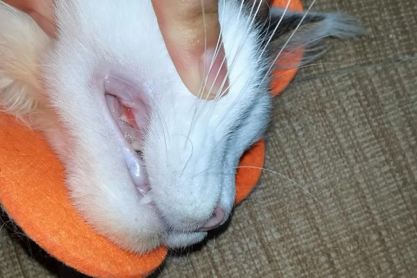 猫为什么牙龈红肿，可能是牙结石、患有病毒性疾病等因素所致