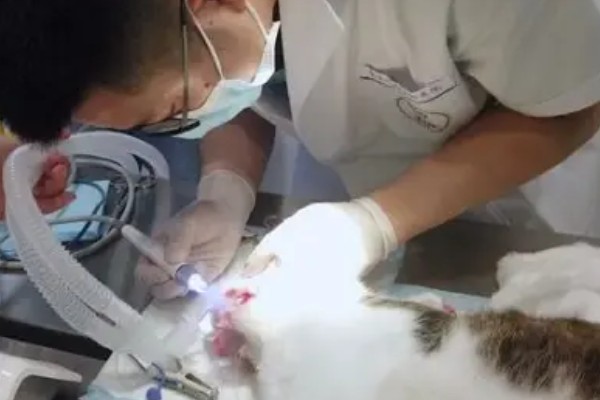 猫为什么牙龈红肿，可能是牙结石、患有病毒性疾病等因素所致