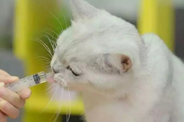 猫为什么牙龈红肿，可能是牙结石、患有病毒性疾病等因素所致