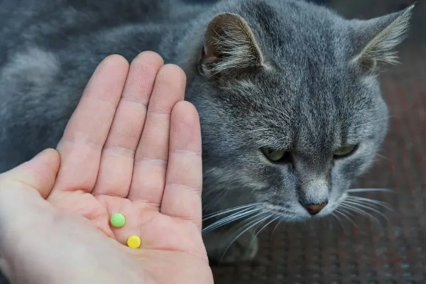 猫为什么牙龈红肿，可能是牙结石、患有病毒性疾病等因素所致