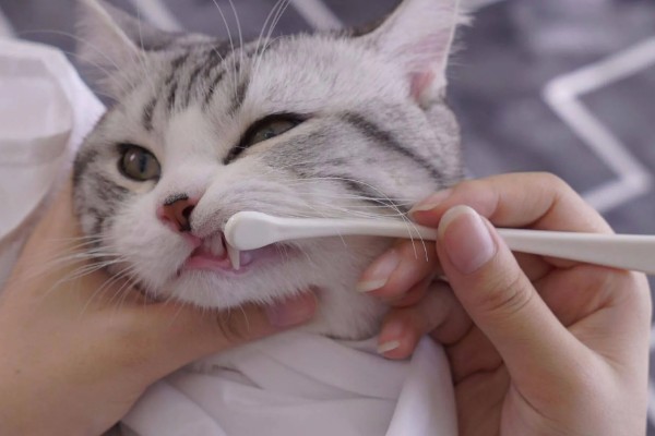 猫为什么牙龈红肿，可能是牙结石、患有病毒性疾病等因素所致