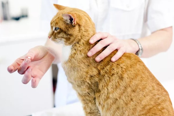 猫为什么牙龈红肿，可能是牙结石、患有病毒性疾病等因素所致