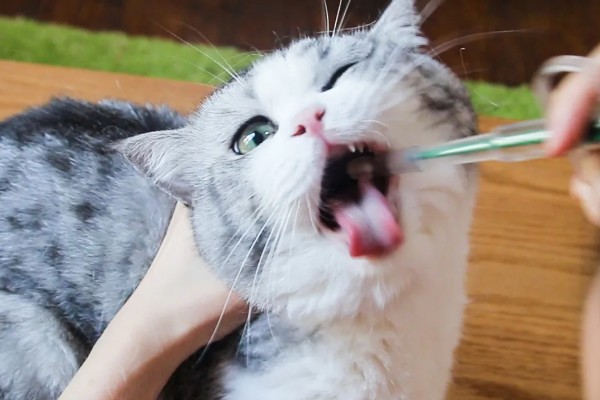 猫为什么牙龈红肿，可能是牙结石、患有病毒性疾病等因素所致