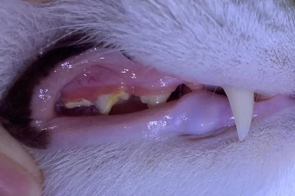 猫为什么牙龈红肿，可能是牙结石、患有病毒性疾病等因素所致