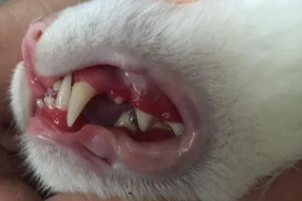 猫为什么牙龈红肿，可能是牙结石、患有病毒性疾病等因素所致