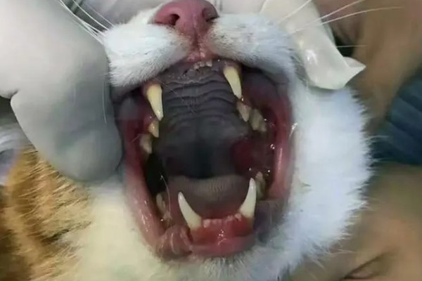 猫为什么牙龈红肿，可能是牙结石、患有病毒性疾病等因素所致