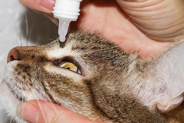 猫为什么牙龈红肿，可能是牙结石、患有病毒性疾病等因素所致