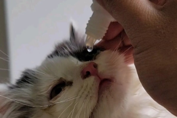 猫为什么牙龈红肿，可能是牙结石、患有病毒性疾病等因素所致