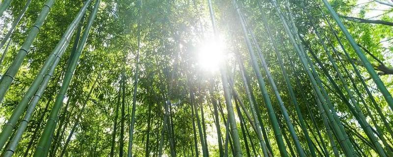 竹子冬天会不会枯萎，竹子为常绿植物