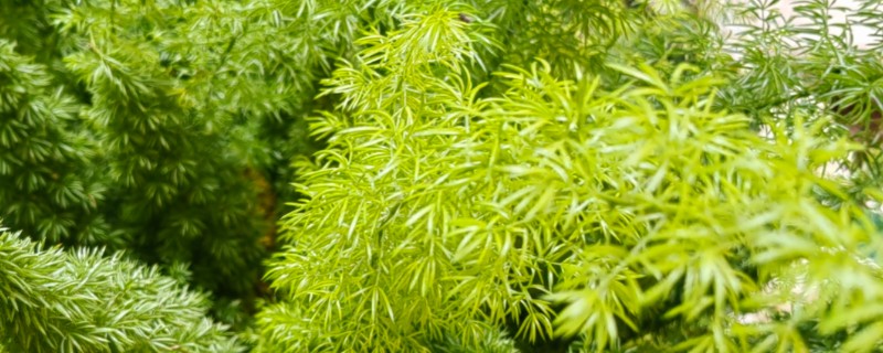为什么天门冬不开花，可能是光照不足所致