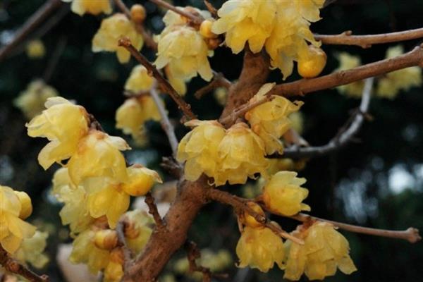 腊梅花开的时间,12月到次年的2月上旬