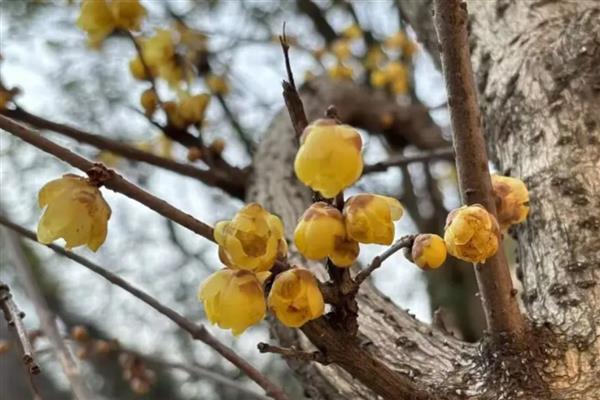 腊梅花开的时间,12月到次年的2月上旬