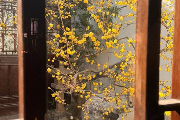 腊梅花开的时间,12月到次年的2月上旬