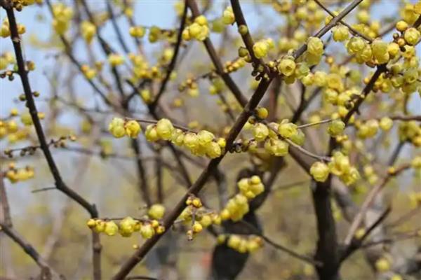 腊梅花开的时间,12月到次年的2月上旬
