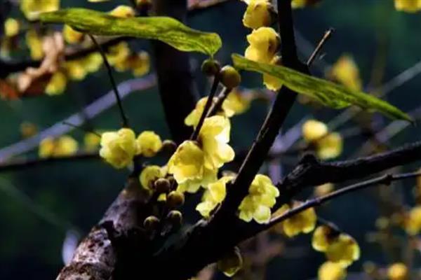 腊梅花开的时间,12月到次年的2月上旬