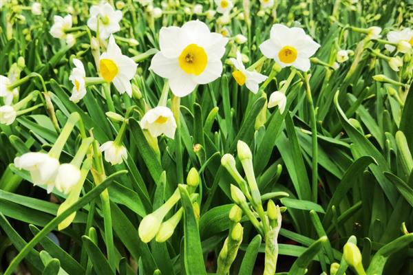 水仙花能剪叶子吗,可以剪叶