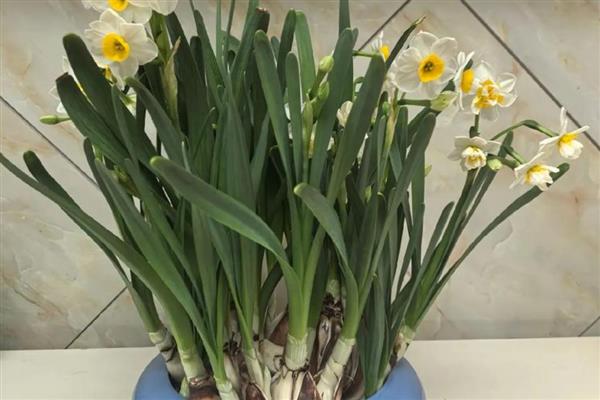 水仙花能剪叶子吗,可以剪叶