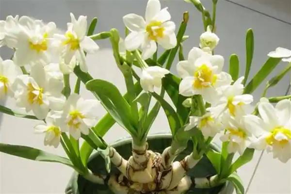 水仙花能剪叶子吗,可以剪叶
