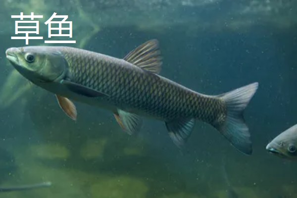 养鱼如何建造池塘，建在河流或湖泊附近