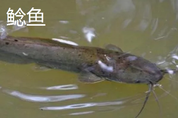 养鱼如何建造池塘，建在河流或湖泊附近
